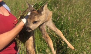 Kitze dürfen nie mit bloßen Händen angefasst werden, sondern immer nur mit Handschuhen und Gras